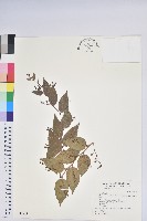 藏品(白珠樹)的圖片