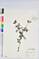 藏品(細葉杜鵑、南湖杜鵑、志佳陽杜鵑)的圖片
