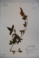 藏品(狹葉莢迷)的圖片