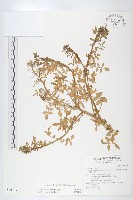 藏品(水芥菜、豆瓣菜、無心菜、水甕菜)的圖片