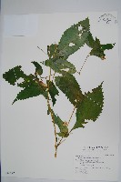 藏品(黃花鳳仙花)的圖片