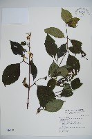 藏品(臺灣蝴蝶戲珠花、臺灣蝴蝶花)的圖片