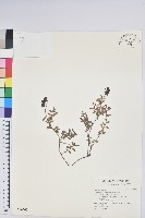 藏品(高山白珠樹)的圖片