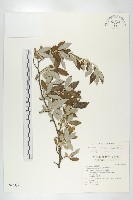 藏品(小葉胡頹子)的圖片