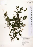 藏品(烏皮九芎、奮起湖野茉莉)的圖片