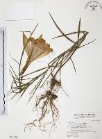 藏品(臺灣百合)的圖片