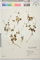 藏品(鹿場毛茛)的圖片