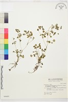 藏品(鐵線蕨葉人字果、臺灣人字果)的圖片