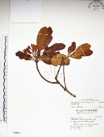 藏品(水筆仔)的圖片