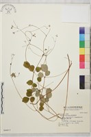 藏品(傅氏唐松草)的圖片