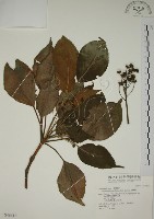 藏品(昆欄樹)的圖片