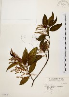 藏品(鼠刺)的圖片