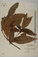 藏品(草珊瑚、紅果金粟蘭)的圖片