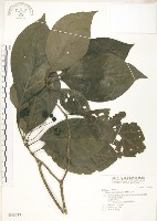 藏品(錫蘭玉心花)的圖片