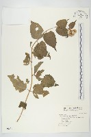 藏品(田代氏澤蘭)的圖片