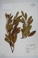 藏品(小錦蘭)的圖片