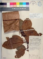 藏品(瓊崖海棠、胡桐)的圖片