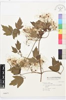 藏品(串鼻龍)的圖片