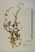 藏品(變葉藜、毛綠珠藜)的圖片