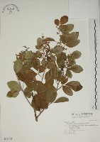 藏品(白木蘇花)的圖片