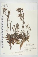 藏品(細葉假黃鵪菜)的圖片