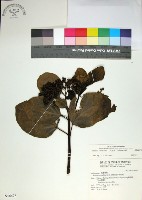 藏品(臭娘子)的圖片