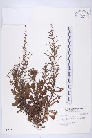 藏品(牡蒿)的圖片