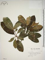 藏品(蘭嶼馬蹄花)的圖片