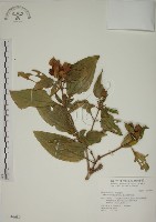 藏品(基尖葉野牡丹、蘭嶼野牡丹)的圖片