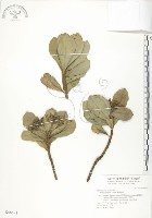 藏品(蘭嶼樹杞、蘭嶼紫金牛)的圖片