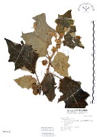 藏品(羊不食、毛茄)的圖片