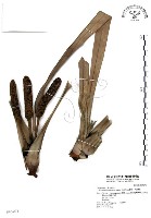 藏品(山露兜、山林投、林投舅)的圖片