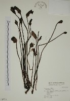 藏品(野菰)的圖片