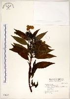 藏品(華八仙)的圖片