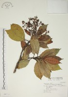 藏品(大野牡丹)的圖片