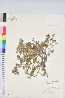 藏品(濱大戟)的圖片