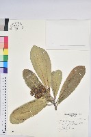 藏品(蘭嶼土沉香)的圖片