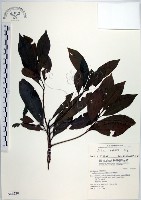 藏品(樹杞)的圖片