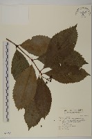 藏品(草珊瑚、紅果金粟蘭)的圖片