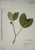 藏品(蘭嶼馬蹄花)的圖片