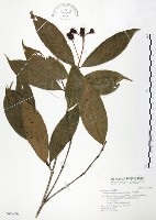 藏品(大花赤楠)的圖片