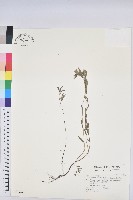 藏品(華南大戟)的圖片