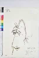 藏品(擬葉下珠、細葉油柑)的圖片