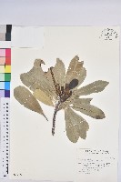 藏品(蘭嶼土沉香)的圖片