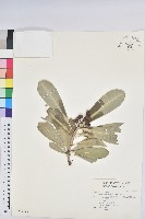 藏品(蘭嶼土沉香)的圖片