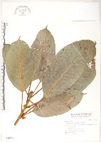 藏品(大葉雀榕、大葉赤榕)的圖片