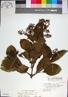 藏品(臭娘子)的圖片