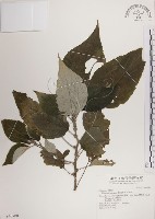 藏品(落尾麻)的圖片