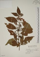 藏品(朝鮮紫珠、蘭嶼女兒茶)的圖片