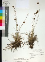 藏品(乾溝飄拂草)的圖片